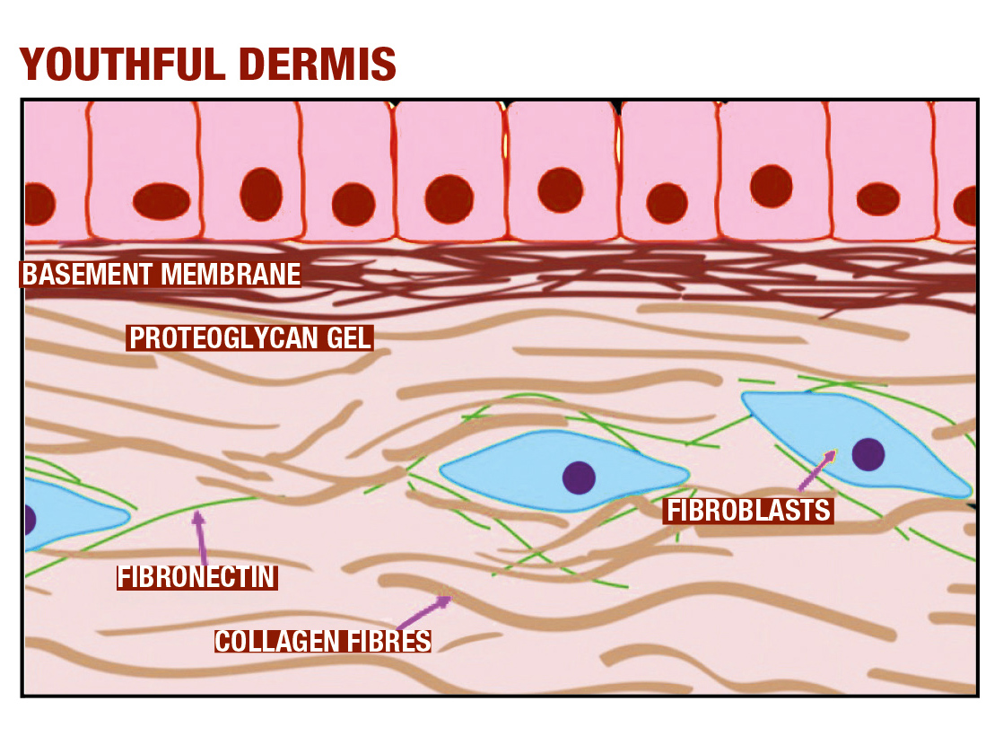 Bioregen | Multifractional Bio-inductive Injectable Device