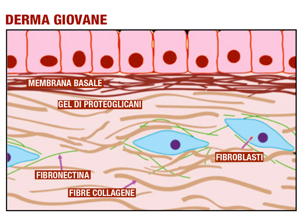 Bioregen - Bioinduttivo multifrazionato
