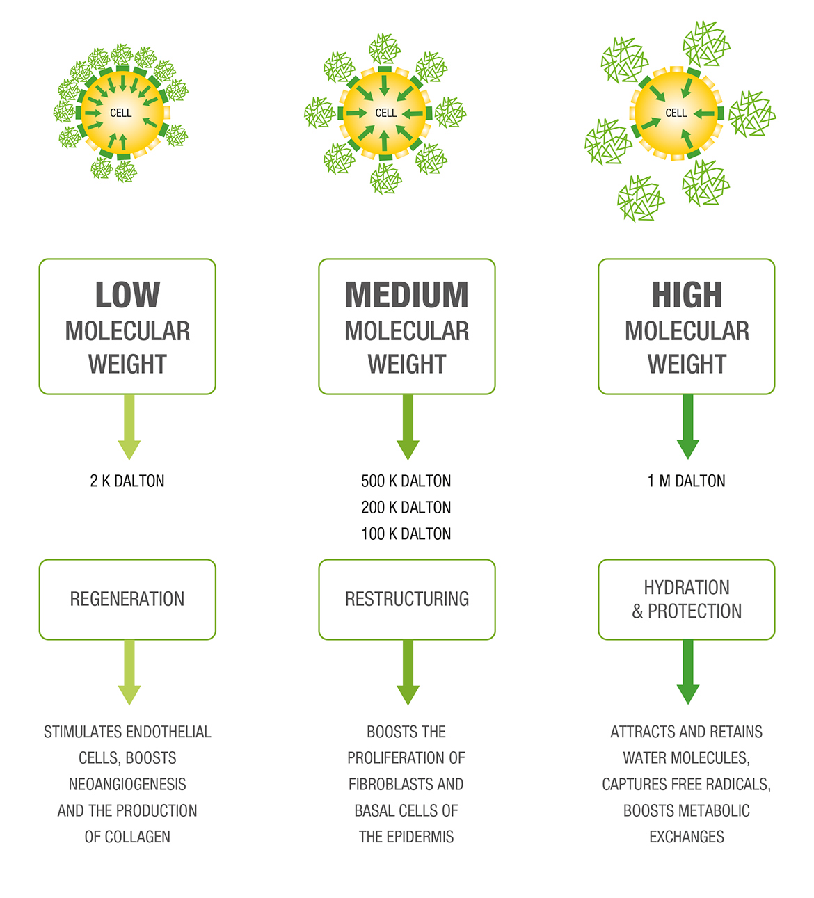 Bioregen | Multifractional Bio-inductive Injectable Device