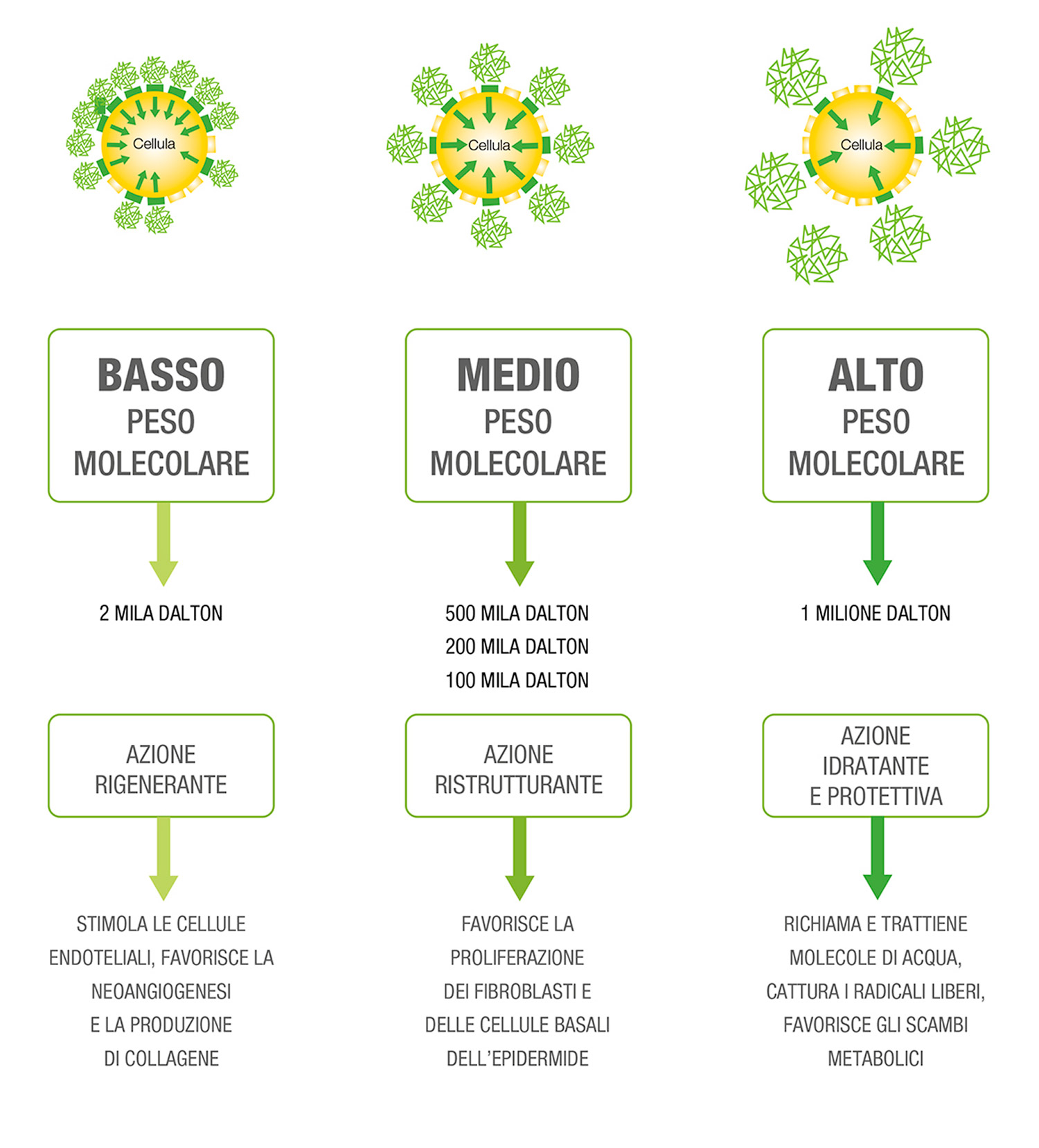 Bioregen - Bioinduttivo multifrazionato