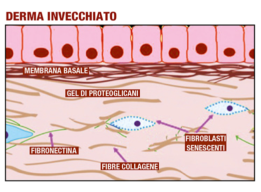 Tecniche ed applicazioni d’uso di Bioregen