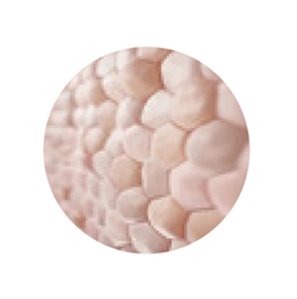 Bioregen – Bioinduction for Face and Body