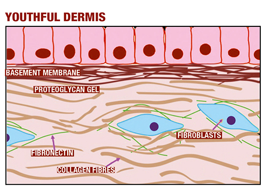 Techniques and Applications for Bioregen Use