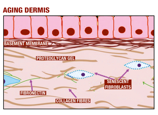 Techniques and Applications for Bioregen Use